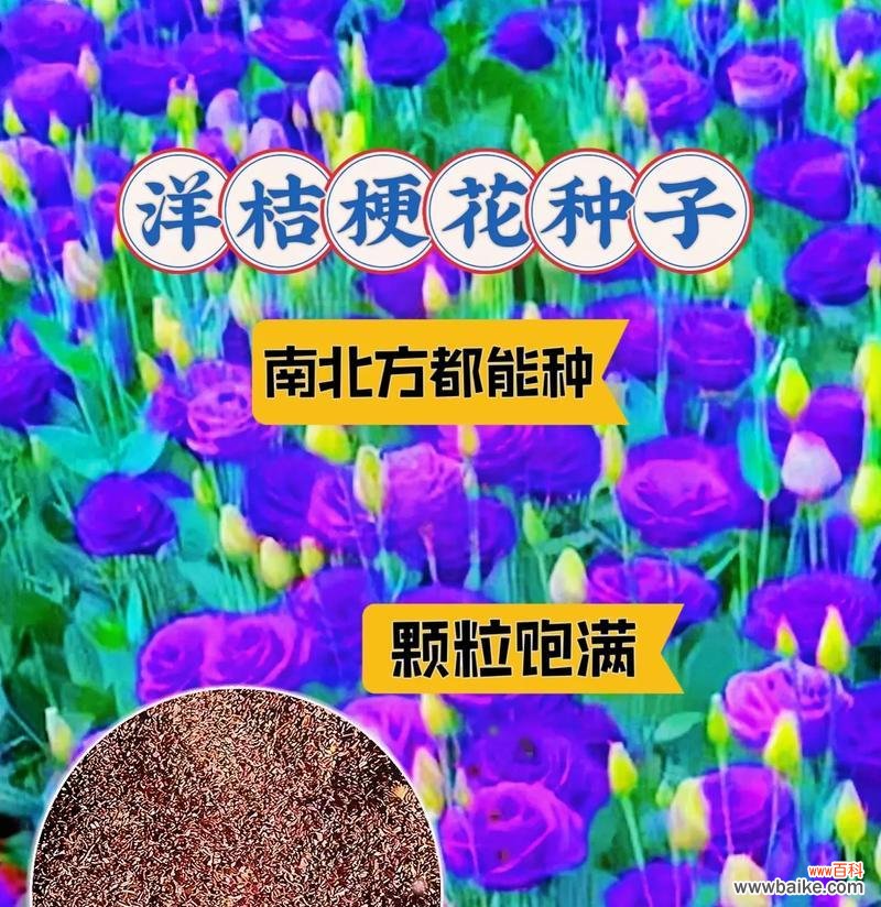 蓝色洋桔梗花的花语是什么？蓝色洋桔梗花代表什么？