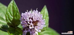薄荷的花语是什么？薄荷花在花语中代表了什么？