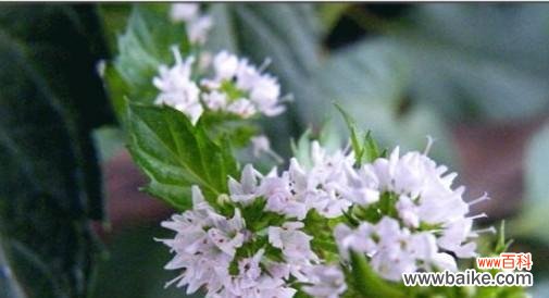 薄荷的花语是什么?薄荷花在花语中代表了什么?