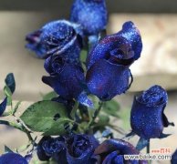 蓝色的花朵的花语是什么？蓝色花卉在花语中代表什么？