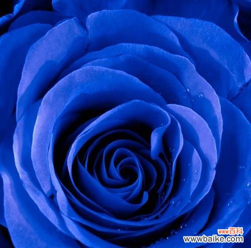 蓝色的花朵的花语是什么？蓝色花卉在花语中代表什么？