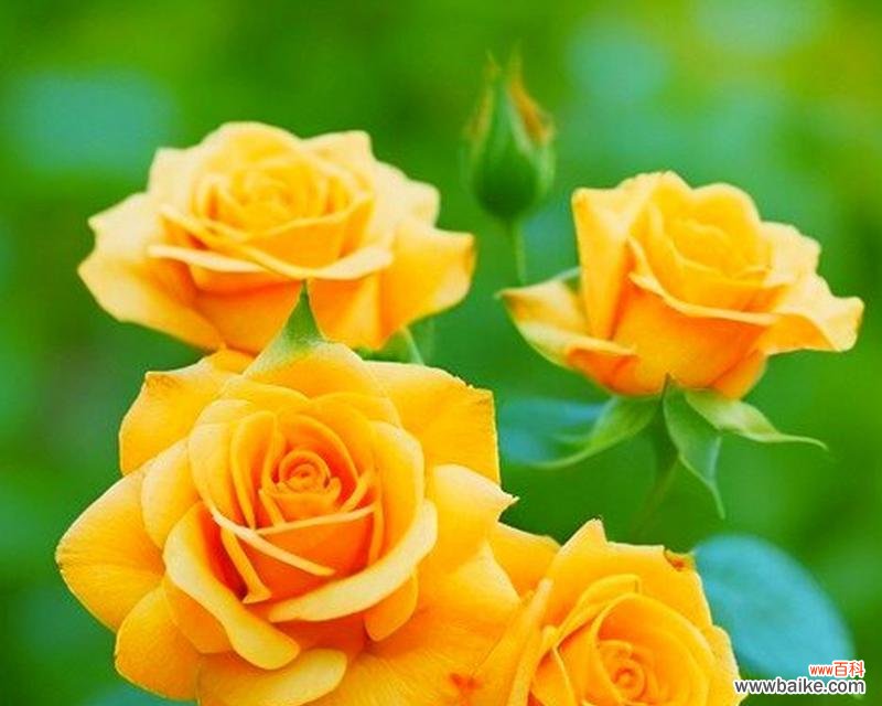 什么颜色的玫瑰花代表什么啊?不同颜色玫瑰的象征意义是什么?