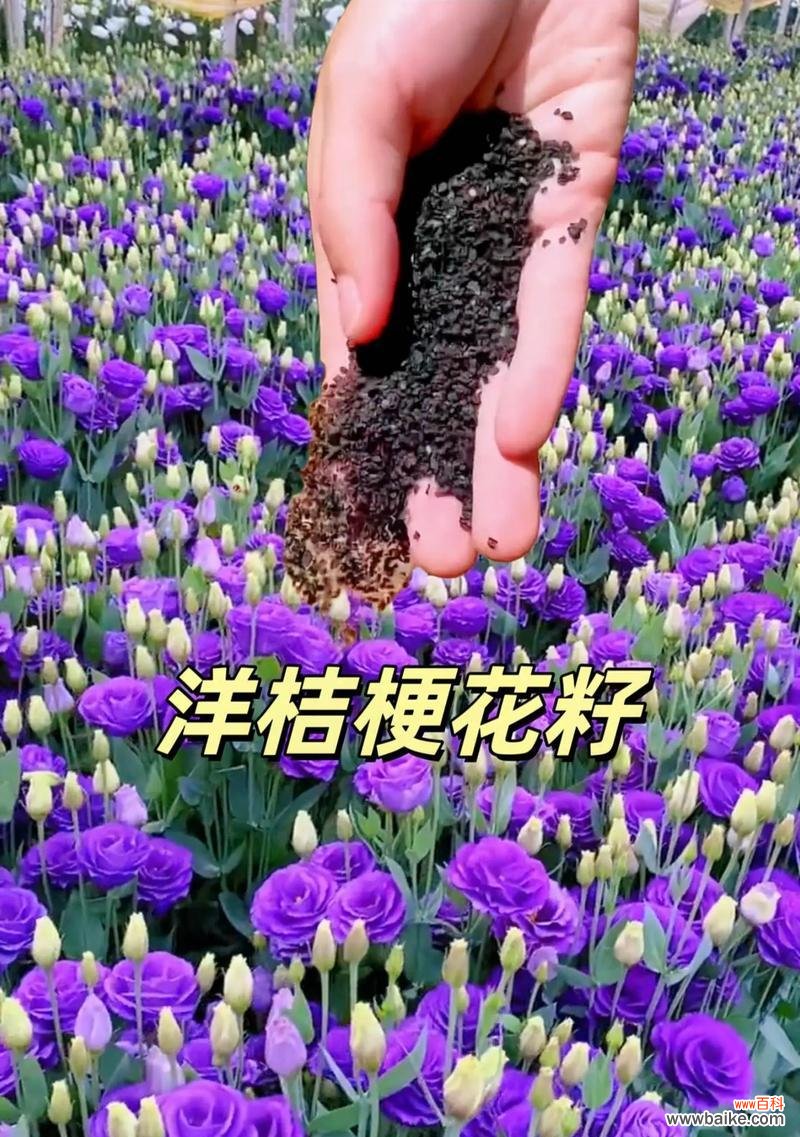 洋桔梗的另一句花语有何含义？