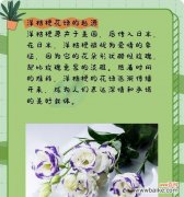 洋桔梗的另一句花语有何含义？