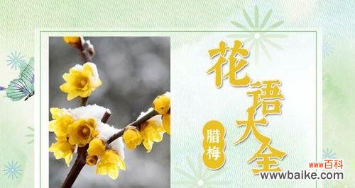 探寻腊梅花的花语与象征,传递坚贞不屈的力量 腊梅花