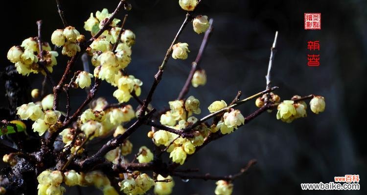 探寻腊梅花的花语与象征,传递坚贞不屈的力量 腊梅花