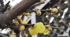 探寻腊梅花的花语与象征，传递坚贞不屈的力量 腊梅花