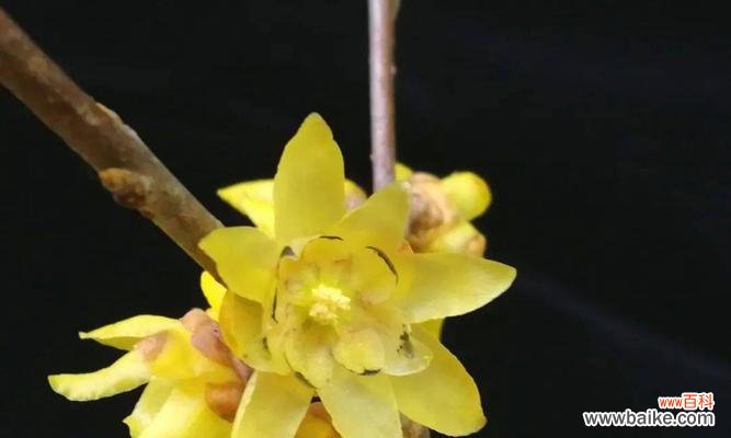 寒冬中的坚强与希望 腊梅花的寓意与象征意义