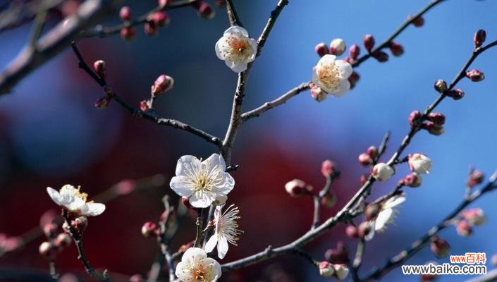 寒冬中的坚强与希望 腊梅花的寓意与象征意义
