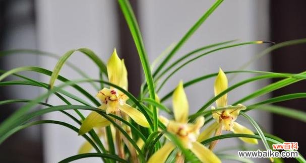 探寻以兰花花语的寓意和文化渊源 以兰花花语的深意与传承