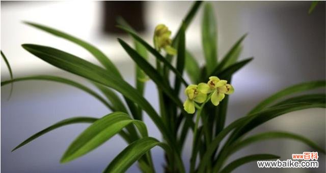 探寻以兰花花语的寓意和文化渊源 以兰花花语的深意与传承