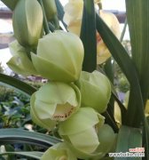 探寻以兰花花语的寓意和文化渊源 以兰花花语的深意与传承