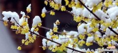 传递冬季温暖的花朵，以腊梅花为主角 腊梅花的寓意与象征意义