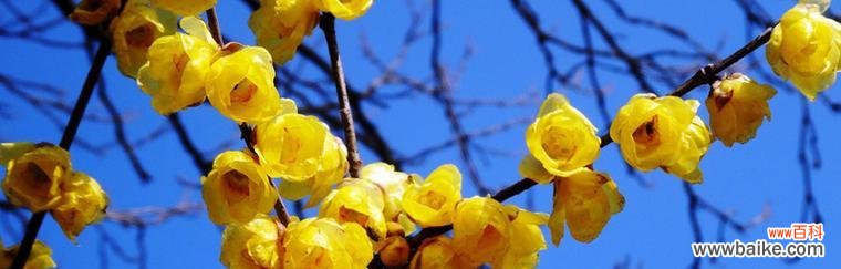 传递冬季温暖的花朵，以腊梅花为主角 腊梅花的寓意与象征意义