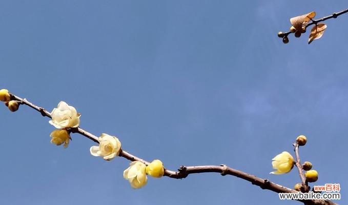传递冬季温暖的花朵，以腊梅花为主角 腊梅花的寓意与象征意义