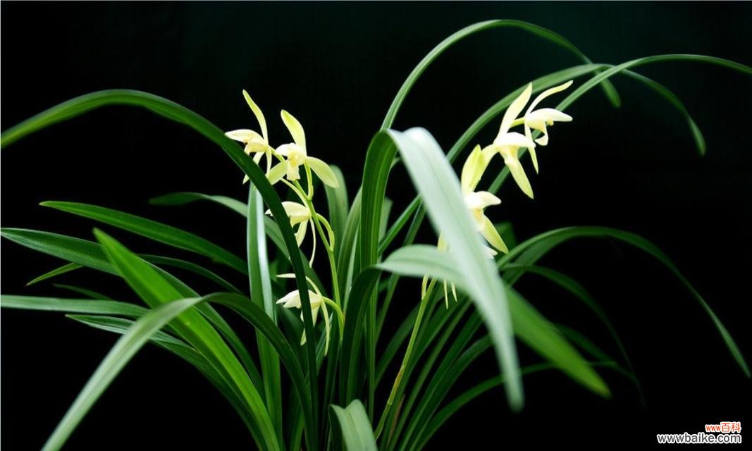 探寻兰花的象征意义与文化内涵 兰花的花语与寓意