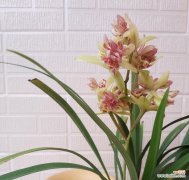 探寻兰花的象征意义与文化内涵 兰花的花语与寓意