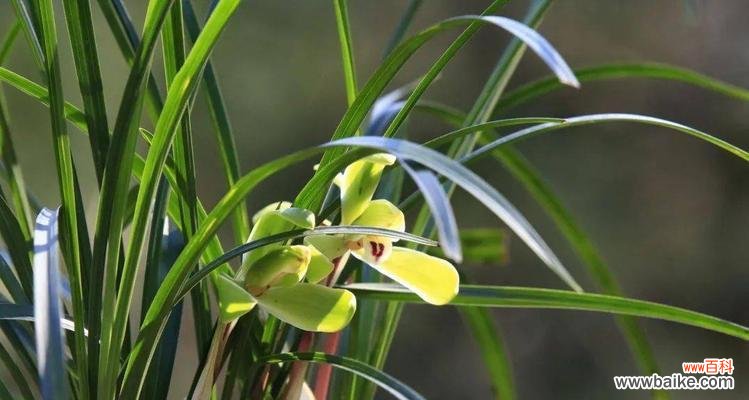 揭示兰花的独特内涵与文化价值 兰花的象征意义与美丽绽放