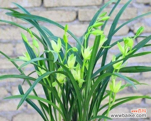 揭示兰花的独特内涵与文化价值 兰花的象征意义与美丽绽放