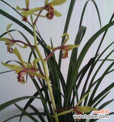 揭示兰花的独特内涵与文化价值 兰花的象征意义与美丽绽放