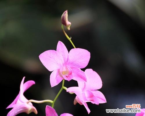 探寻兰花的寓意与文化内涵 兰花的花语——传递美丽与纯洁的象征