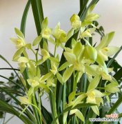 解读兰花的五种花语与寓意 兰花的花语和寓意