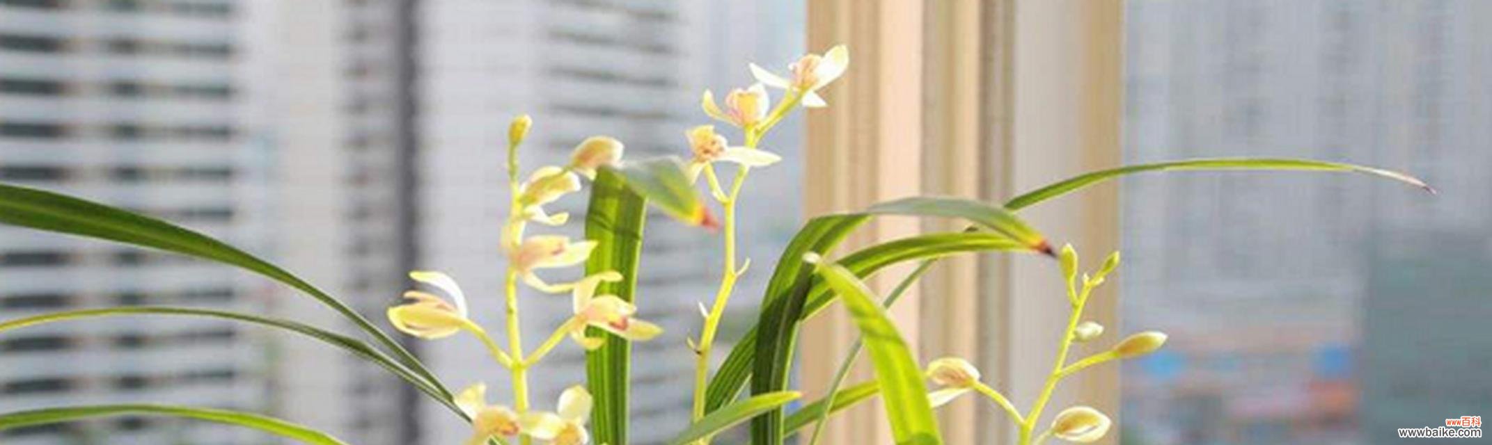 探寻兰花的神秘之美 兰花的寓意与象征