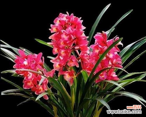 探寻兰花的神秘之美 兰花的寓意与象征