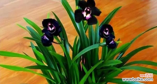 中国文化中的兰花文化与美学 兰花的象征意义及传承之美