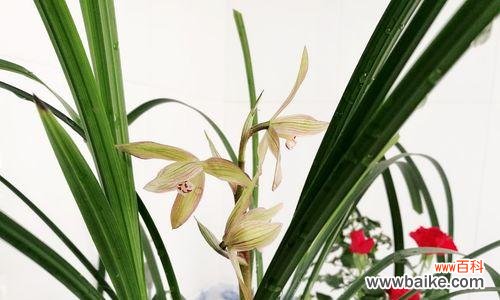 中国文化中的兰花文化与美学 兰花的象征意义及传承之美