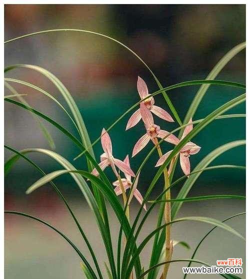 一朵兰花的寓意与美丽传说 兰花的象征意义与花语解读