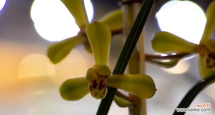 一朵兰花的寓意与美丽传说 兰花的象征意义与花语解读