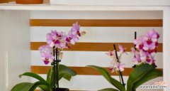 穿越岁月，传递高贵气质 兰花之美