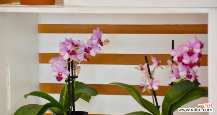 穿越岁月,传递高贵气质 兰花之美