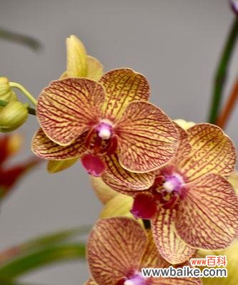 穿越岁月,传递高贵气质 兰花之美