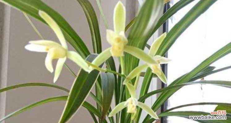 穿越岁月,传递高贵气质 兰花之美