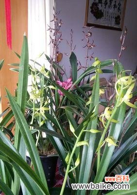 探寻兰花的深意与养护之道 兰花之美