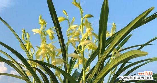 探寻兰花的深意与养护之道 兰花之美