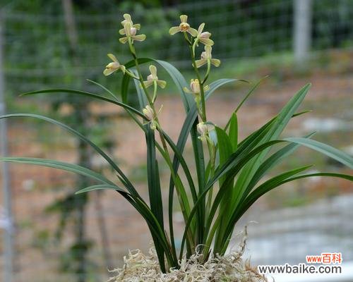 探寻兰花背后的内涵与意义 兰花的寓意与象征