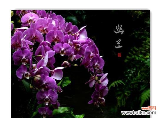 探寻兰花背后的内涵与意义 兰花的寓意与象征