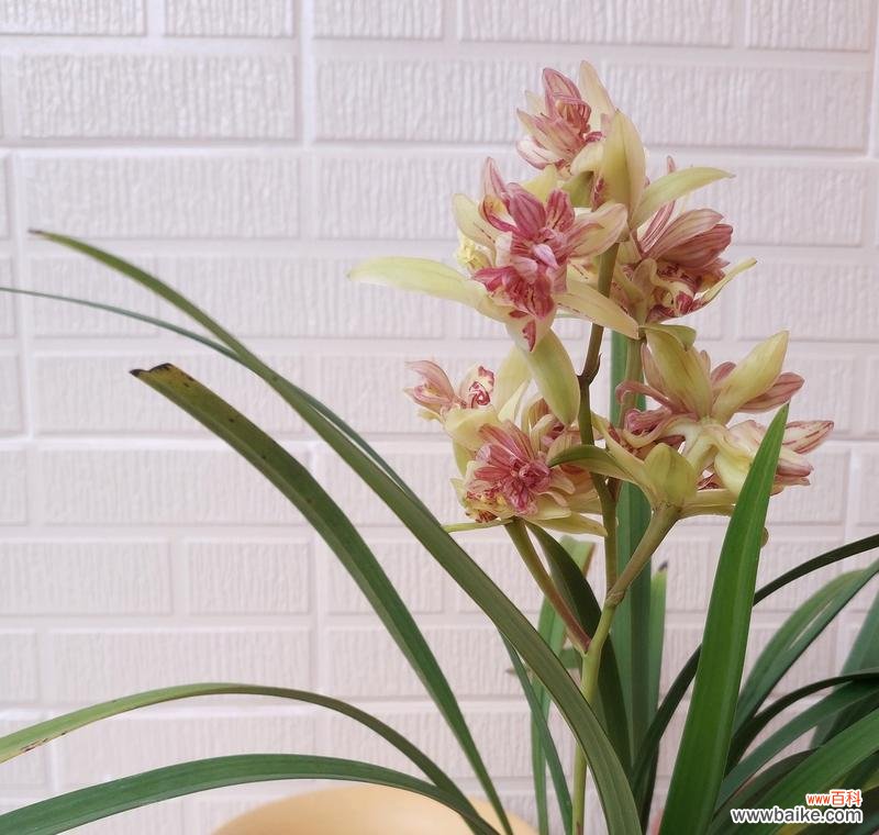 探寻兰花背后的内涵与意义 兰花的寓意与象征