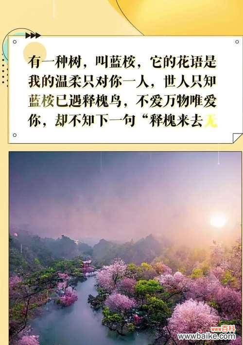 探寻蓝桉花语的含义与赠送对象 以蓝桉的花语——寄托深情的最佳选择