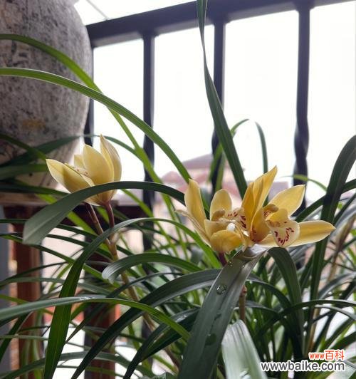 探索兰花的美丽内涵与文化价值 兰花的象征意义与寓意