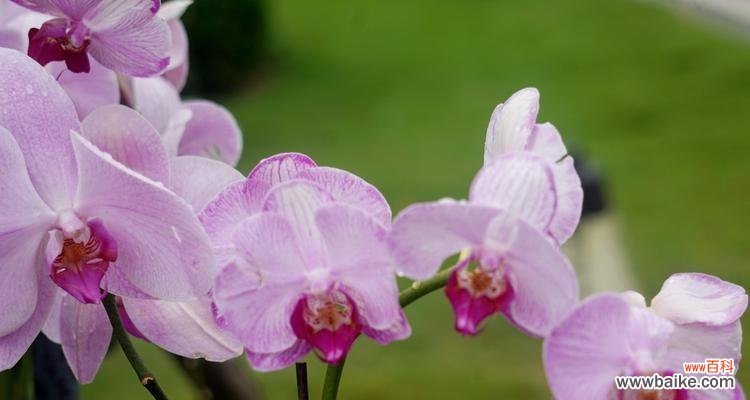 探索兰花的美丽内涵与文化价值 兰花的象征意义与寓意
