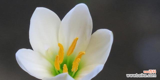 探寻以兰花花语的内涵 以兰花花语的深意