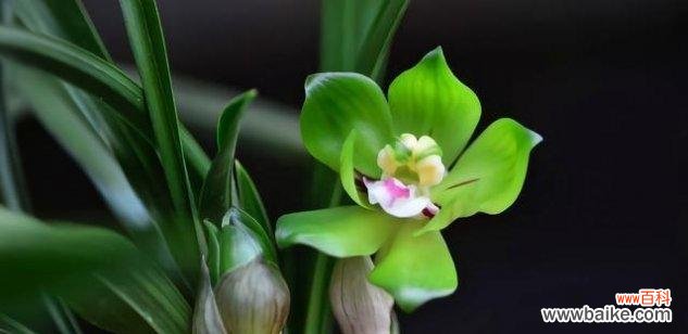 探寻以兰花花语的内涵 以兰花花语的深意