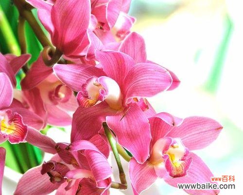 解读兰花的深层寓意与象征 兰花的花语与寓意