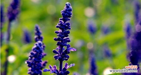 探寻蓝花鼠尾草背后的花语之谜 蓝花鼠尾草的花语与意义
