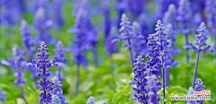 探寻蓝花鼠尾草背后的花语之谜 蓝花鼠尾草的花语与意义