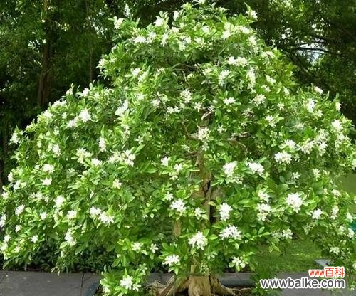 揭示梧桐树的神秘力量与风水禁忌 梧桐树的寓意和风水